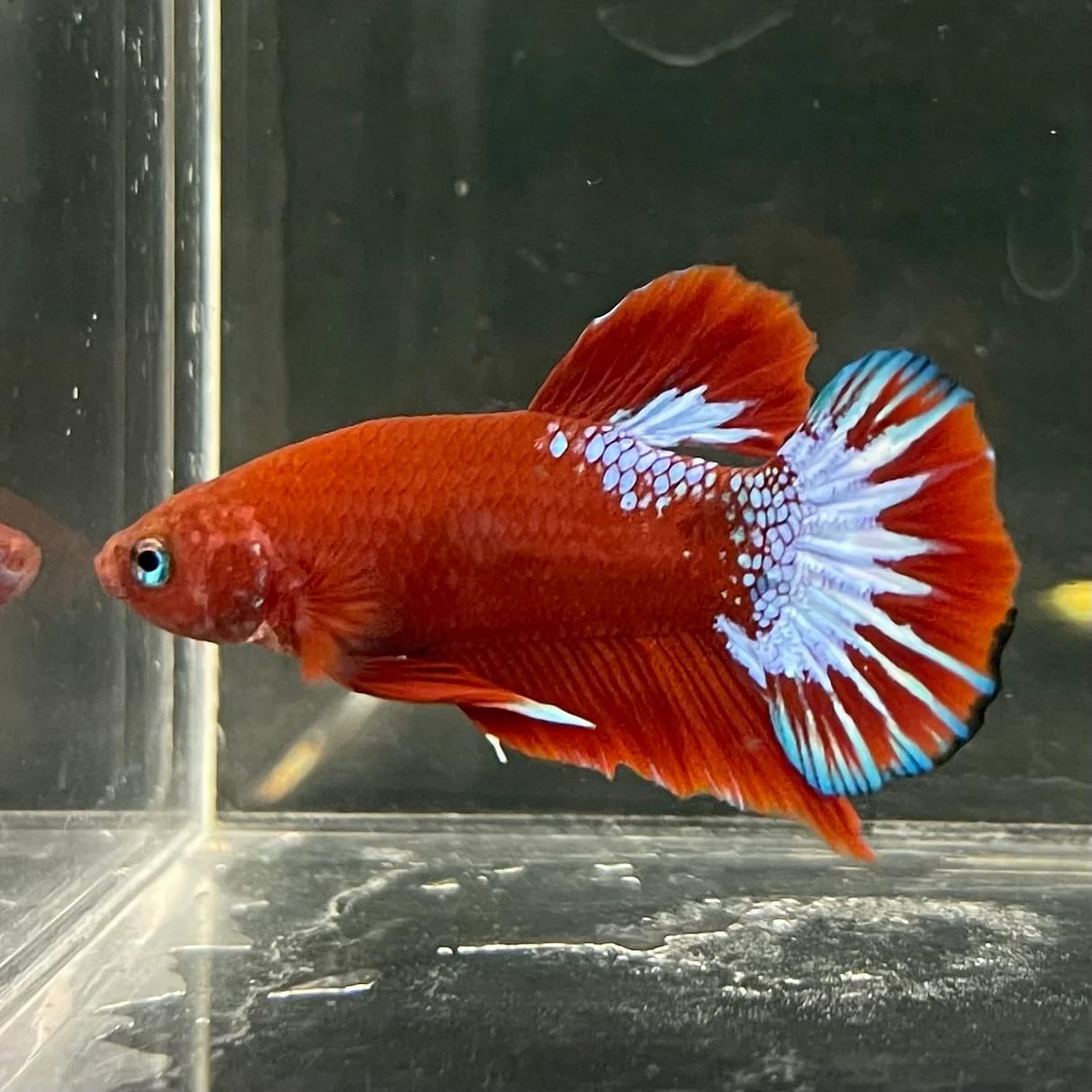 Premium Fancy Male Bettas