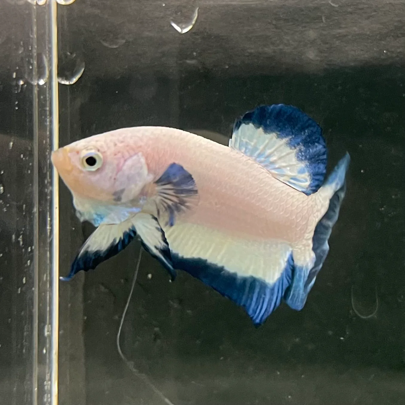 MALE BETTAS