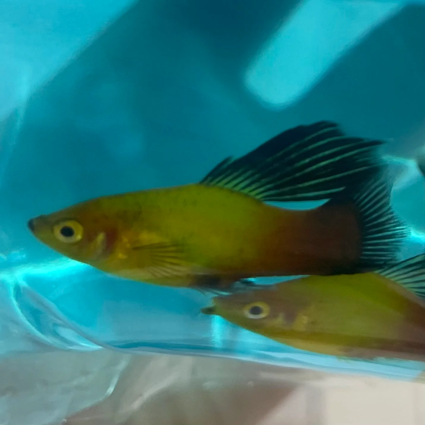 PLATY